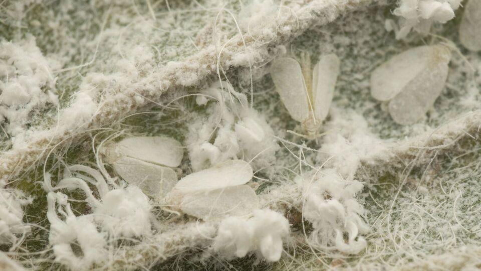 С белокрылкой нужно бороться