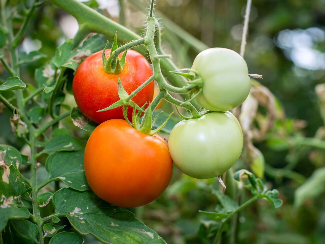 Раствор вносят разными способами