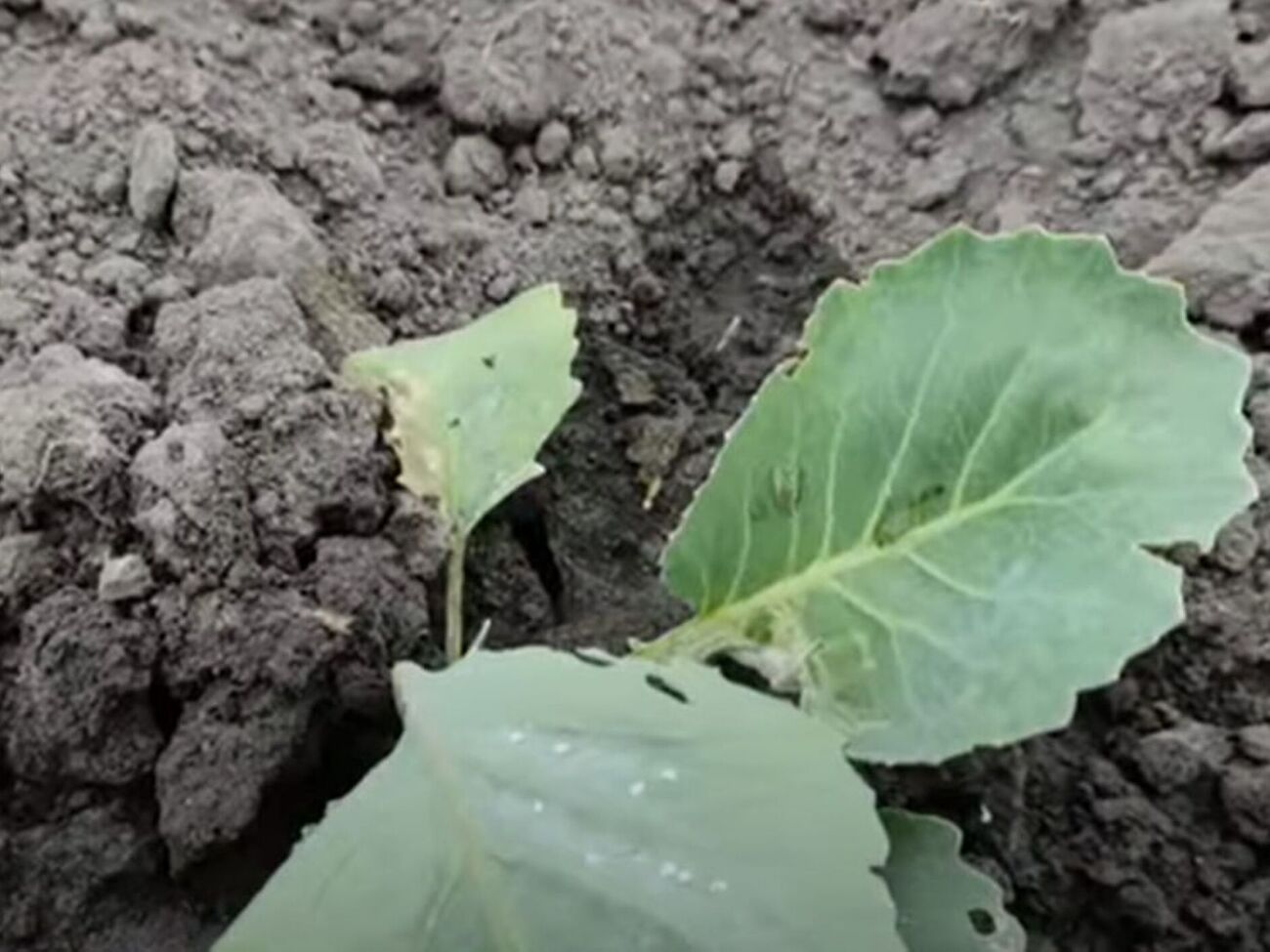 Капуста под агроволокном растет целая и неповрежденная