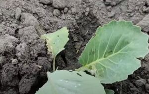 Капуста под агроволокном растет целая и неповрежденная