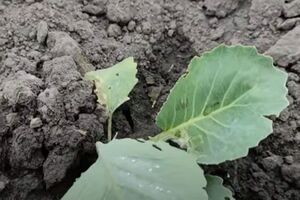 Капуста под агроволокном растет целая и неповрежденная