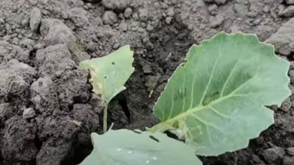 Капуста под агроволокном растет целая и неповрежденная