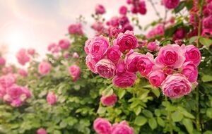 Квіти будуть цвісти невпинно