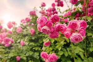 Розы будут цвести непрерывно