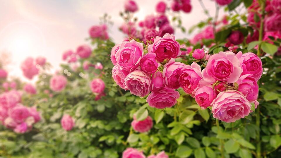 Розы будут цвести непрерывно
