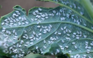 Огородники рекомендуют не спешить применять химические препараты для борьбы с белокрылкой, попытавшись сперва сбить ее водой из шланга