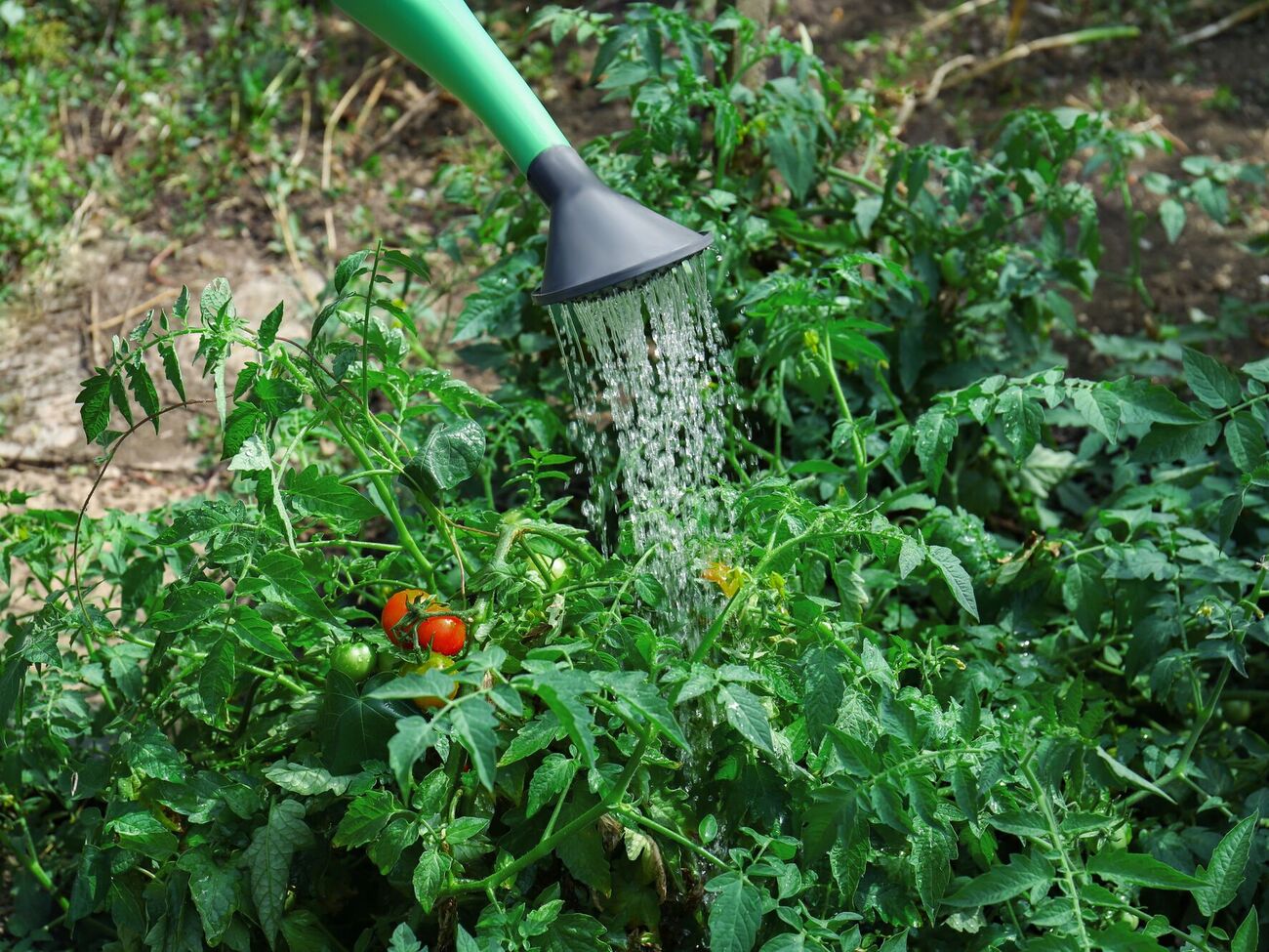 Применять удобрение можно один раз в две или три недели в пасмурную погоду, предварительно тщательно увлажнив землю