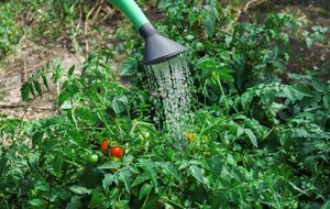 Застосовувати добриво можна один раз на два чи три тижні в хмарну погоду, попередньо ретельно зволоживши землю