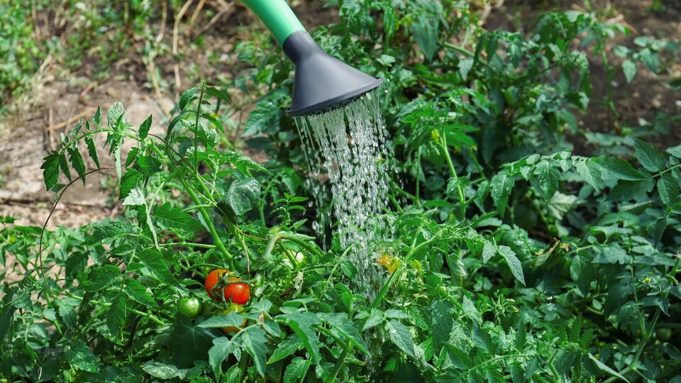 Применять удобрение можно один раз в две или три недели в пасмурную погоду, предварительно тщательно увлажнив землю