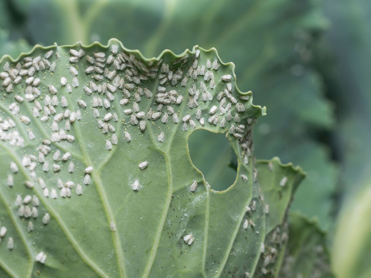 Белокрылка наносит значительный вред растениям