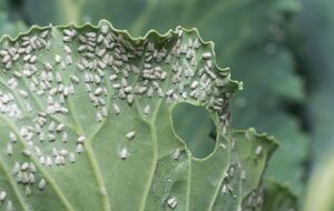 Белокрылка наносит значительный вред растениям