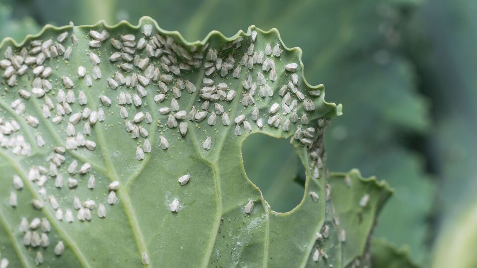 Белокрылка наносит значительный вред растениям