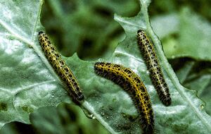 Гусеница может уничтожить капусту