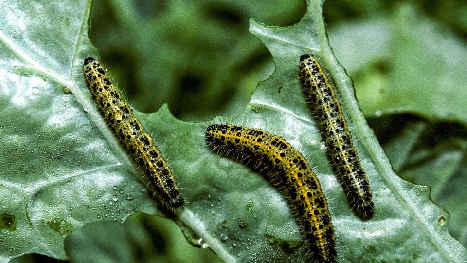 Гусінь може знищити капусту