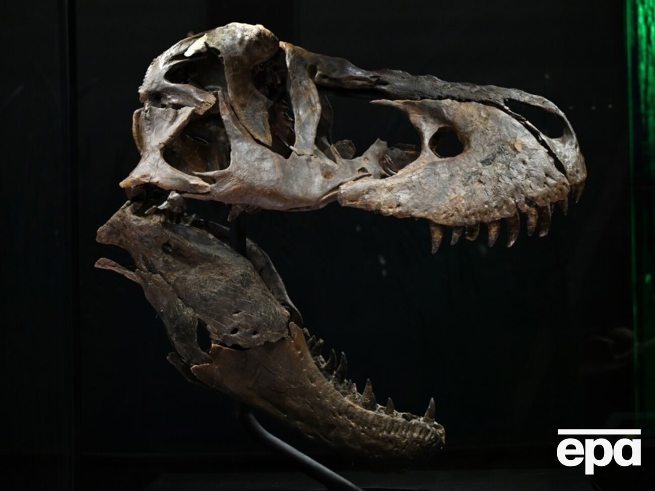 Новый вид получил название Khankhuuluu mongoliensis, что означает "Драконовый принц Монголии"