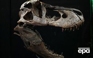 Новый вид получил название Khankhuuluu mongoliensis, что означает "Драконовый принц Монголии"