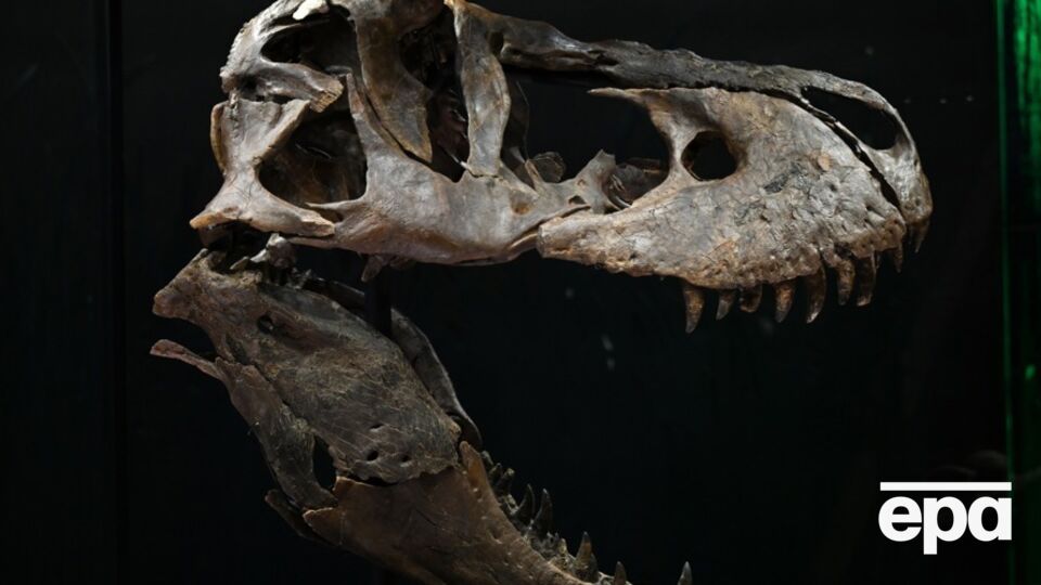 Новый вид получил название Khankhuuluu mongoliensis, что означает "Драконовый принц Монголии"