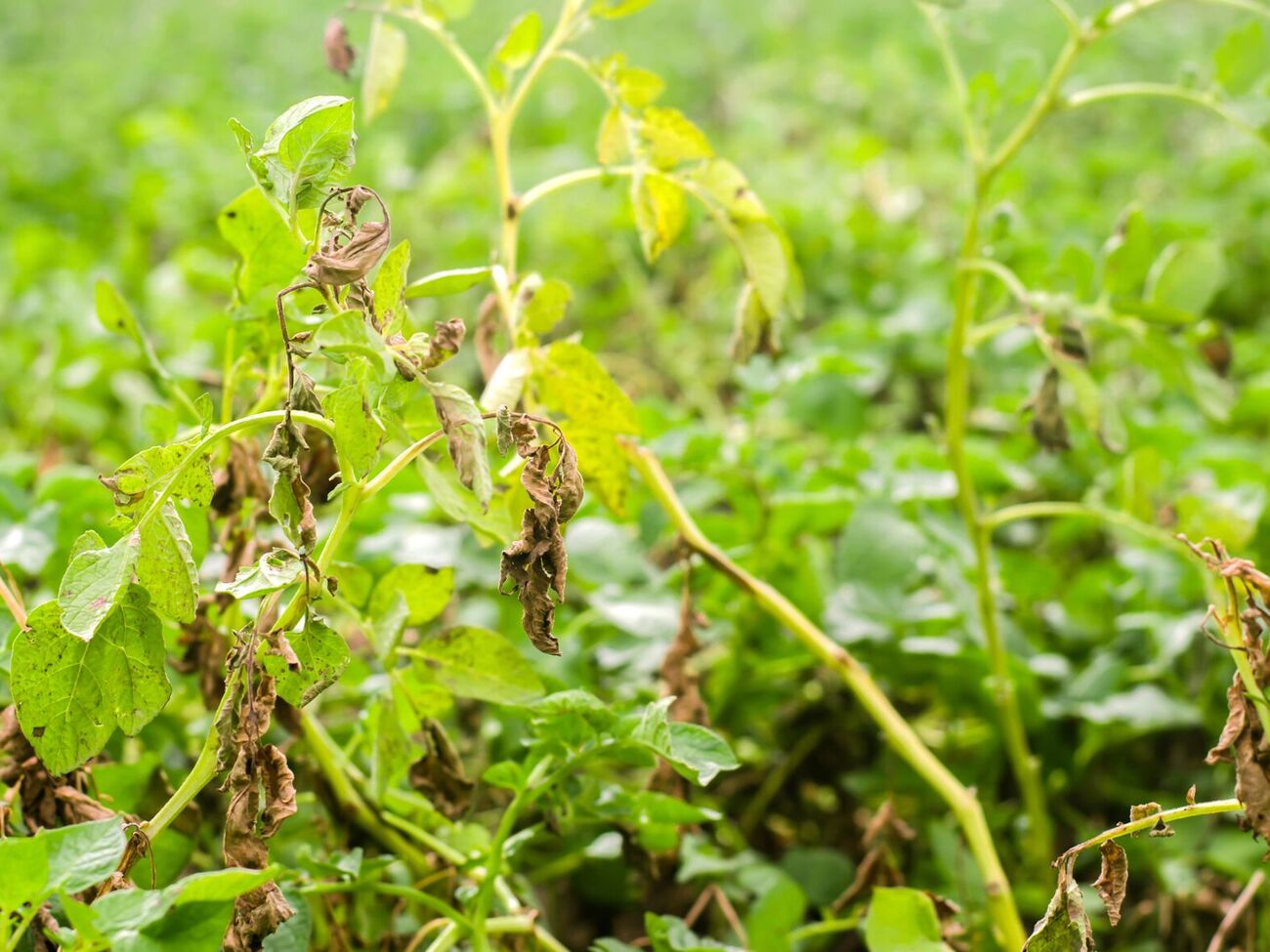 Без обработки поражение картофеля происходит волнами