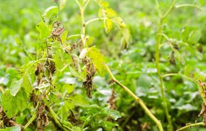 Без оброблення ураження картоплі відбувається хвилями