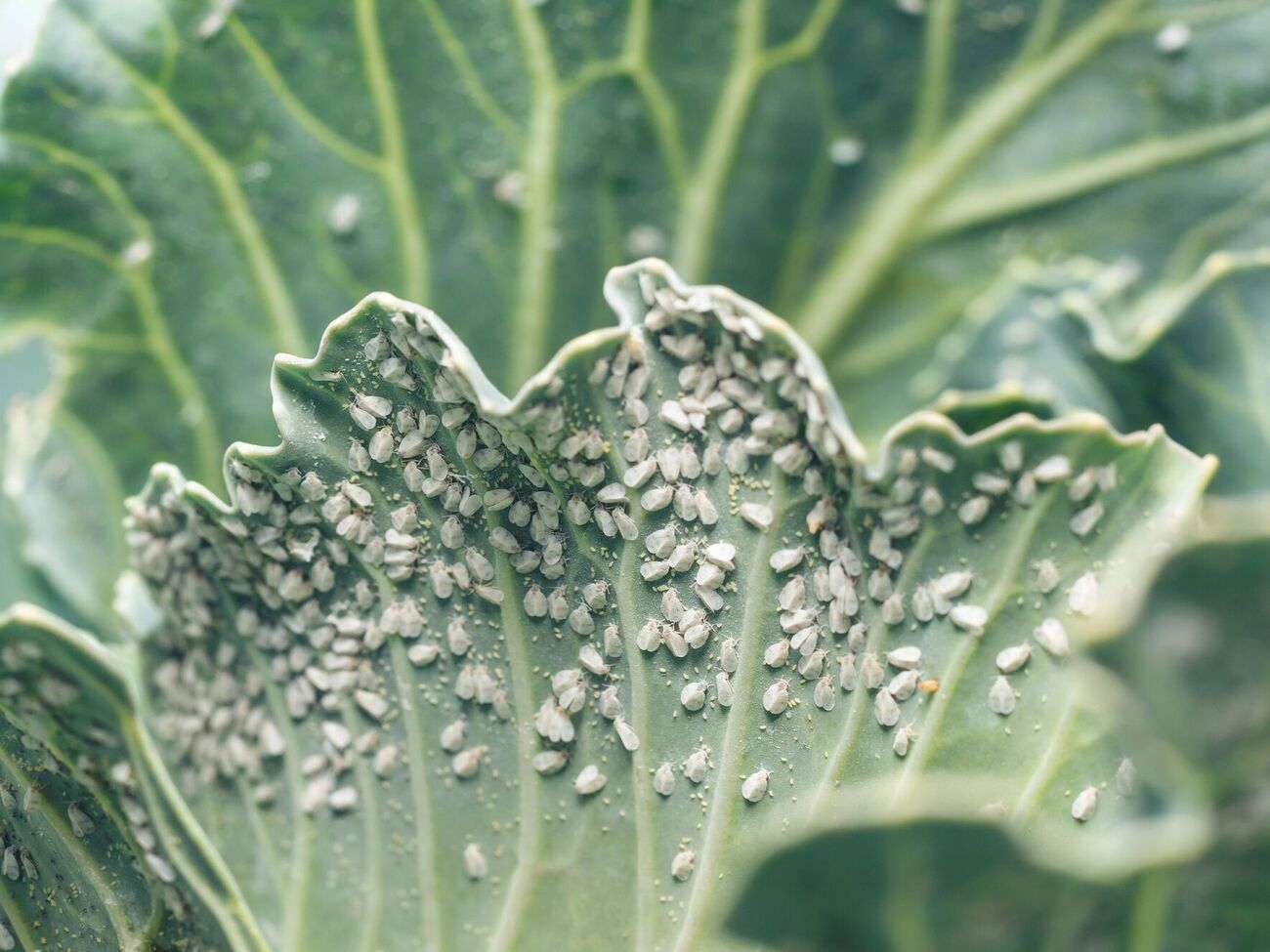 Мощные инсектициды уничтожат белокрылку