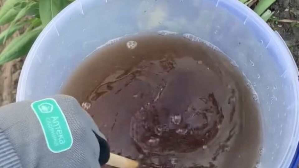 Проводить обработку нужно при благоприятных погодных условиях