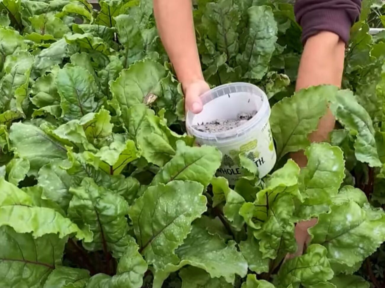 Для подкормки свеклы нужна зола