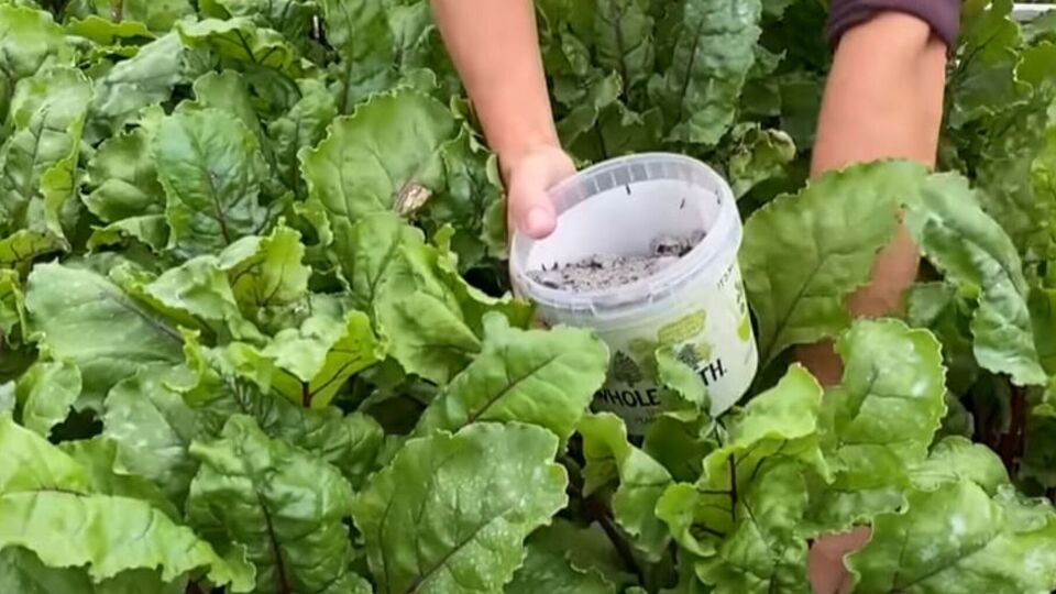 Для подкормки свеклы нужна зола