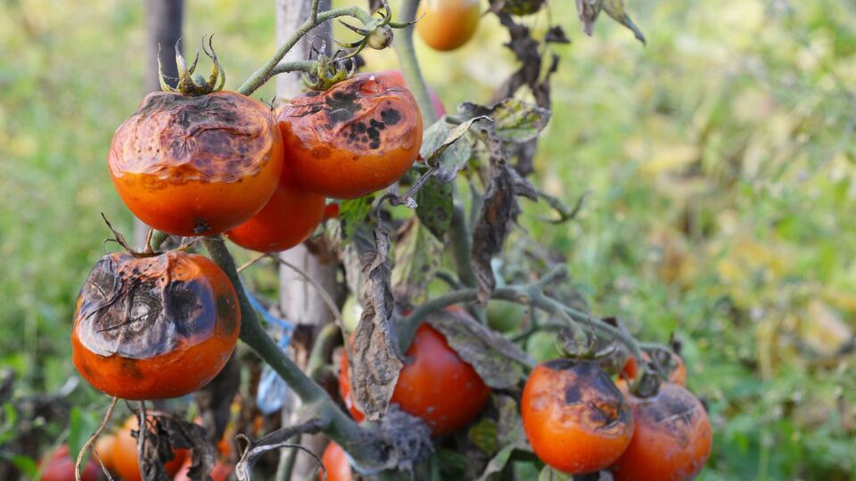 Фитофтороз – грибковое заболевание овощных и садовых культур, возбудитель которого поражает семена, накапливаясь в почве