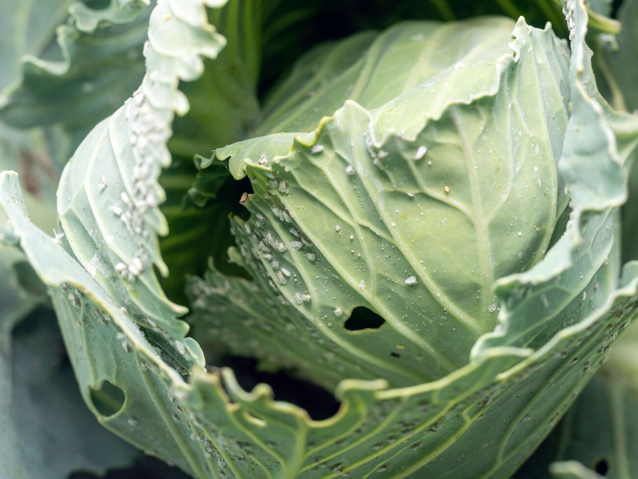 Личинки белокрылки высасывают клеточный сок из листьев капусты