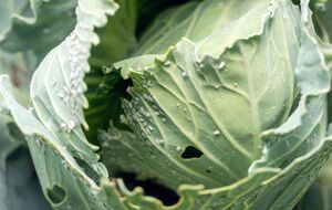 Личинки белокрылки высасывают клеточный сок из листьев капусты