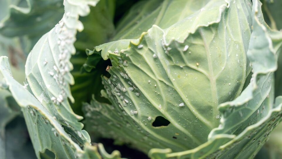 Личинки белокрылки высасывают клеточный сок из листьев капусты