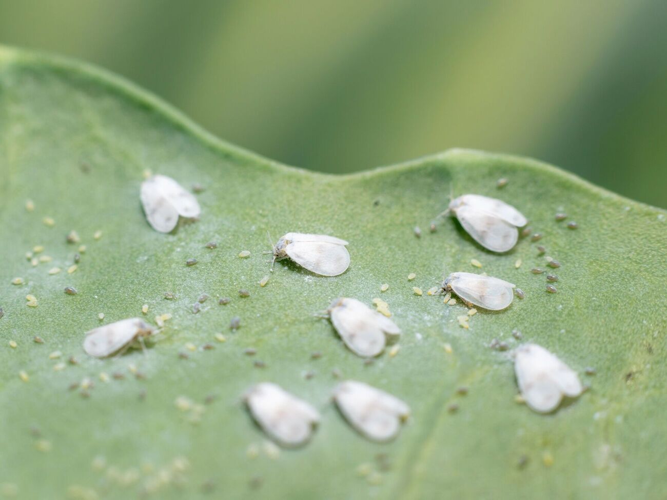 Белокрылка не выдержит щелочной среды