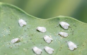 Белокрылка не выдержит щелочной среды