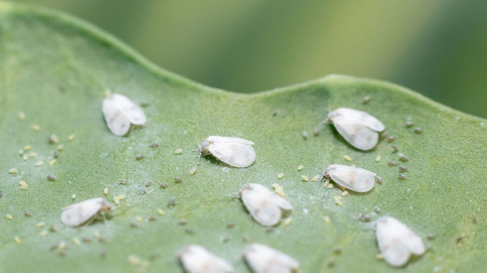 Білокрилка не витримає лужного середовища