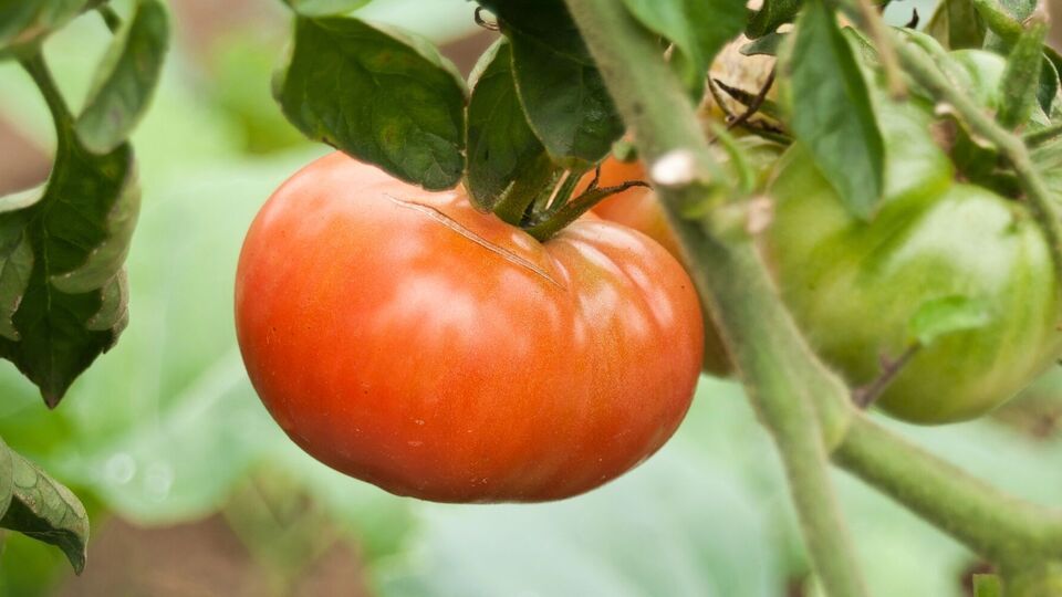 Поливать томаты подкормкой можно только утром