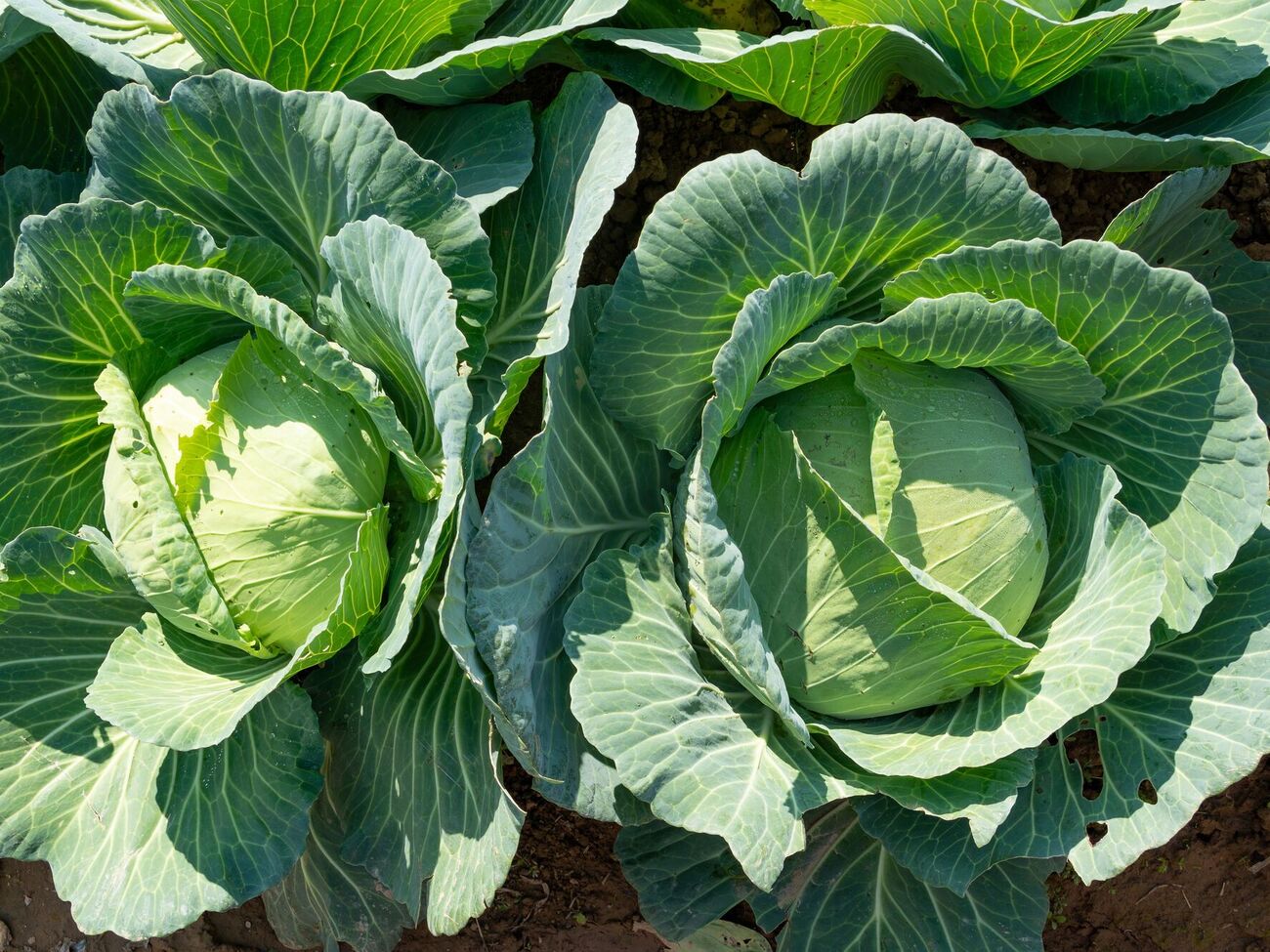 Благодаря этому способу получите еще одну капусту на 0,5 кг