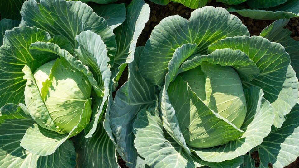 Благодаря этому способу получите еще одну капусту на 0,5 кг