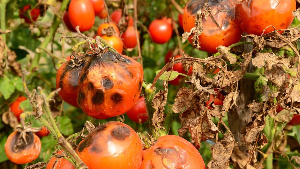 Огородник не экспериментирует с народными методами, поскольку считает их малоэффективными
