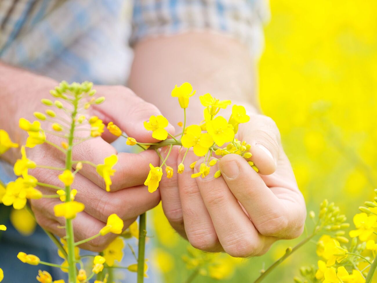 ВАС: В Украине перерабатывающих мощностей достаточно, единственная проблема – нежелание переработчиков дать конкурентную закупочную цену