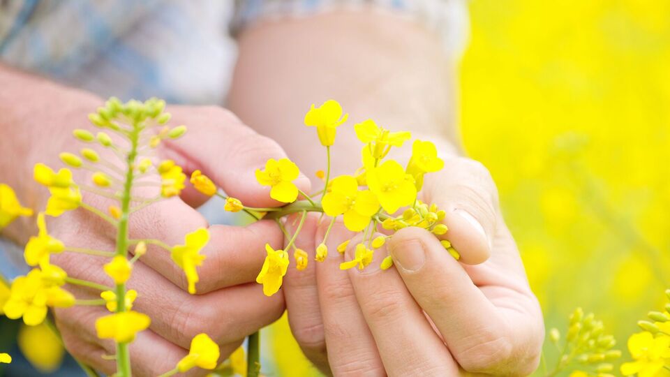 ВАС: В Украине перерабатывающих мощностей достаточно, единственная проблема – нежелание переработчиков дать конкурентную закупочную цену