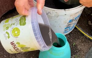 Обрабатывать участок нужно рано утром, убедившись, что не будет дождя