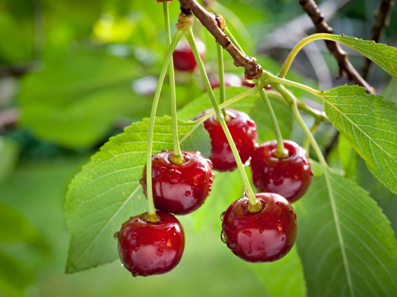 Черешню буде збережено від псування птахами