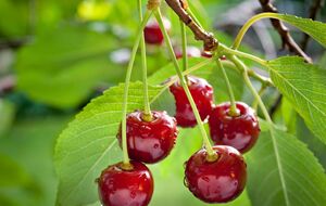 Черешня будет сохранена от порчи птицами
