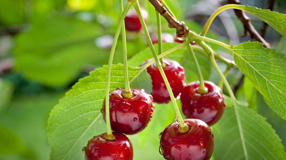 Черешню буде збережено від псування птахами