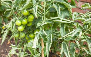 Курчавость листьев может быть симптомом нехватки фосфора и калия