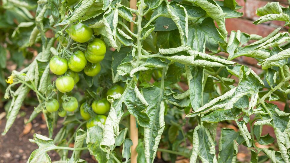 Кучерявість листя може бути симптомом браку фосфору й калію