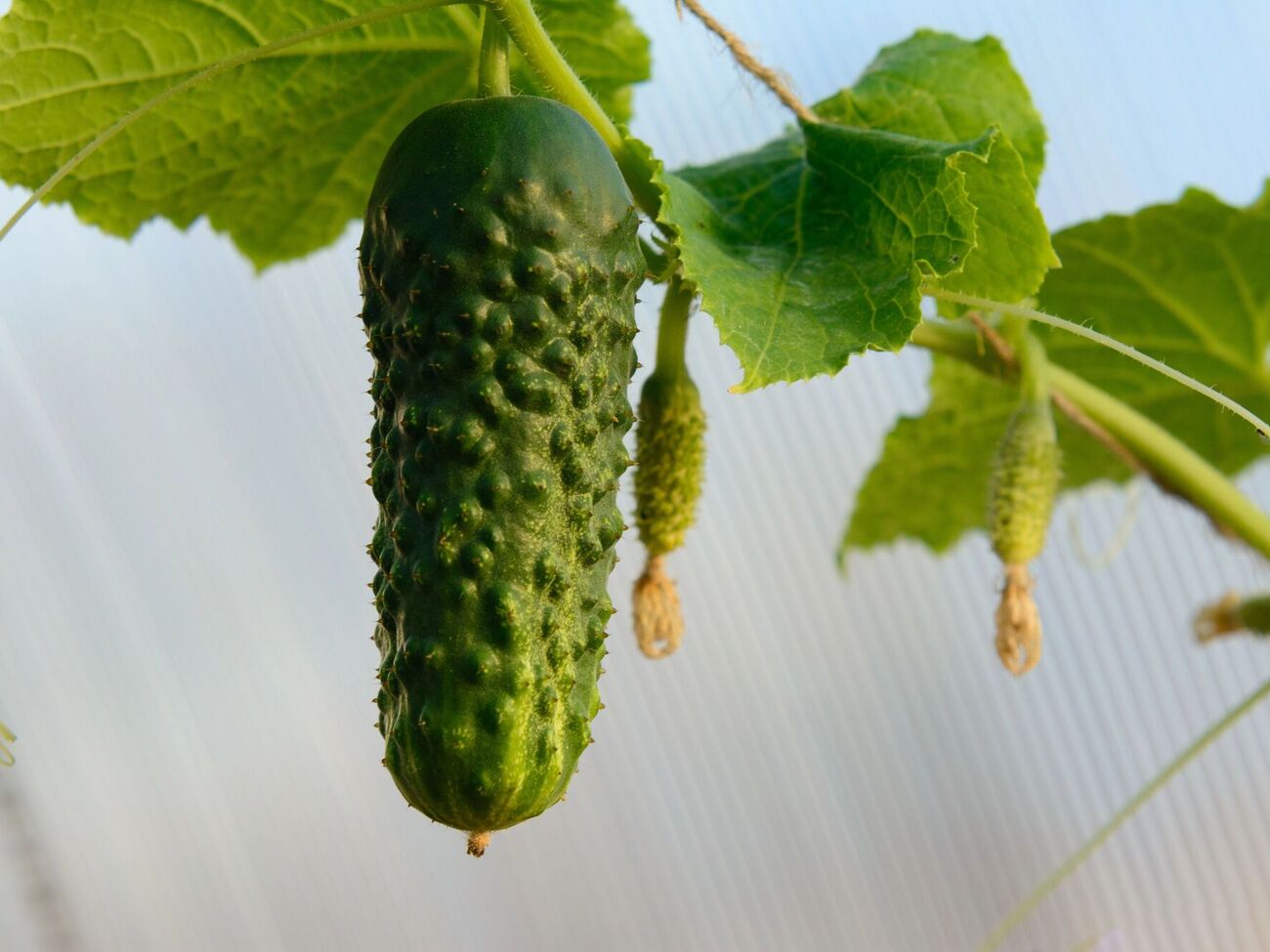 Фитофтора активно развивается на огурцах в условиях повышенной влажности