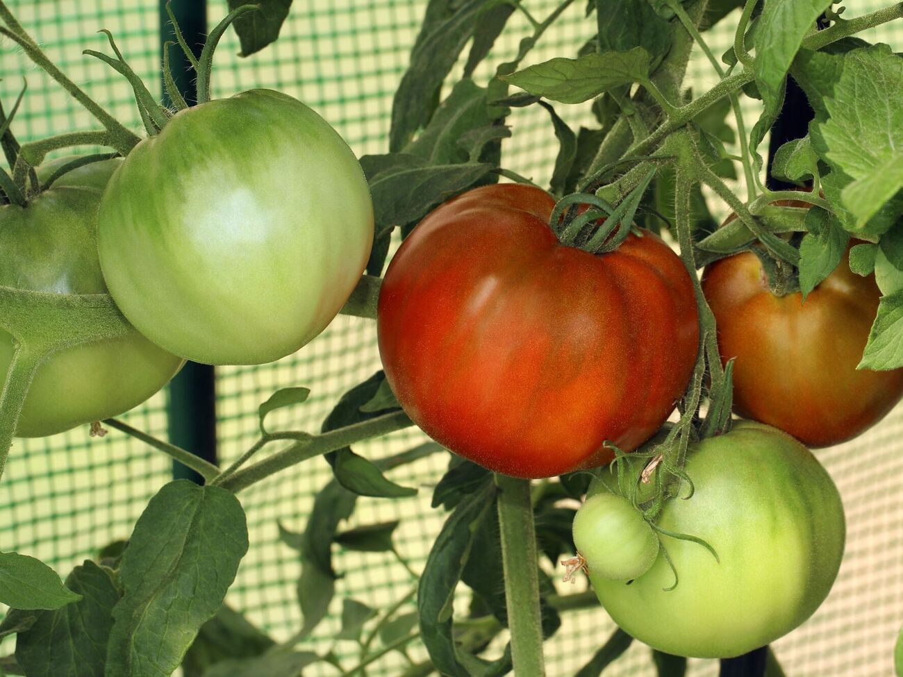 Огородница поделилась уловками выращивания помидоров в теплице