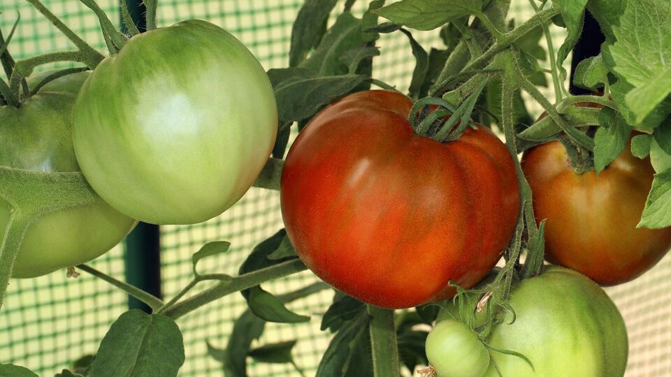 Огородница поделилась уловками выращивания помидоров в теплице