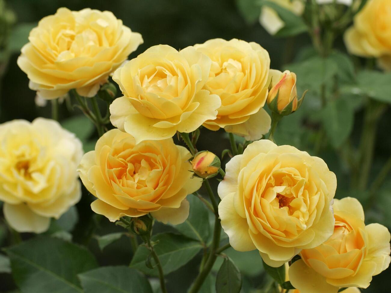 Обрезка увядших цветов хорошо влияет на следующую волну цветения